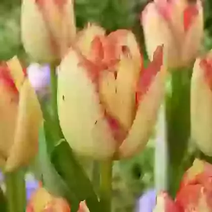 Fire Glow